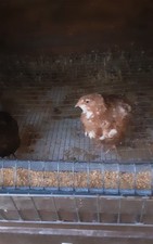 Bruteier von rot getupfte Legewachteln 12 Stück