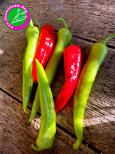 PEPERONI LOMBARDO ?  10+ Samen ?? aus Italien Selbstversorger Pizza