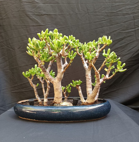 Crassula ovata gollum - 'gollum', |