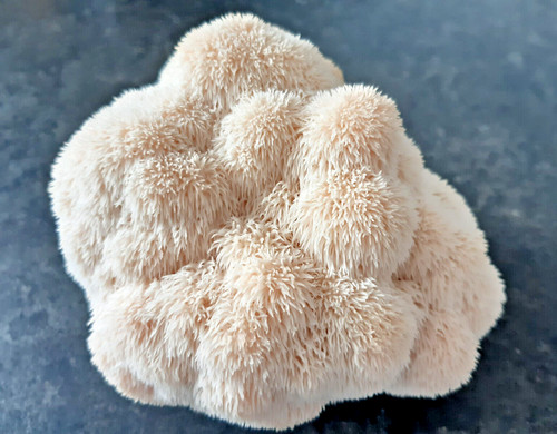 Lion mane zuchtset - mane,