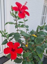 Hibiskus Camdenii Pflanze Baum