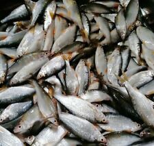 Köderfische gefroren Rotaugen