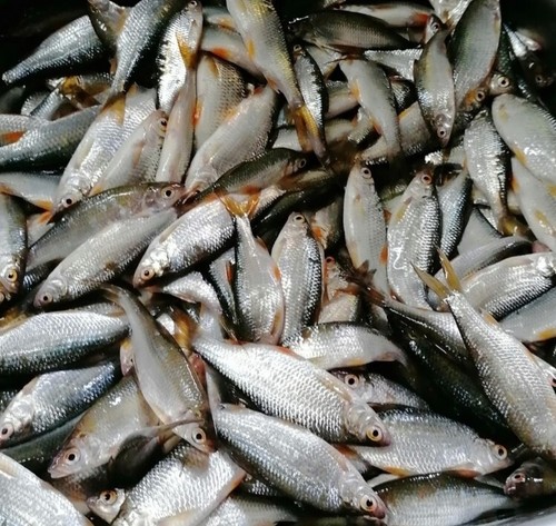 Köderfische gefroren rotaugen - köderfische,