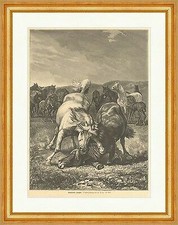 Kämpfende Hengste Fieg Pferde Tiere Herde Streit Weide Wiese Holzstich E 15661