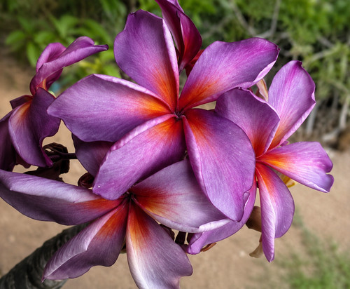 616z plumeria silverstar - ,