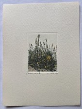 Original Radierung nach Dürer