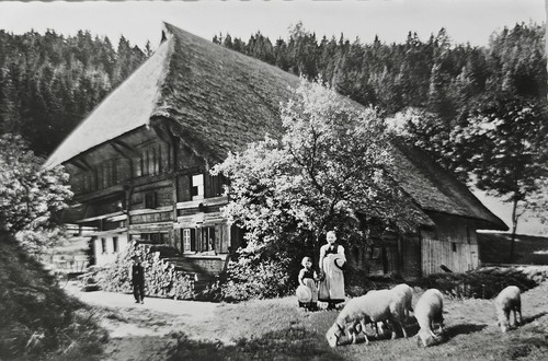 Schwarzwald haus schafe - ak,