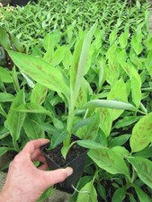 Musa acuminata 'Grand Nain' - echte Frucht Banane Pflanze  20-40cm Bananenbaum