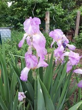2 Rhizome Hohe Bartiris, Iris, Schwertlilie, Staude, zart lila, winterhart