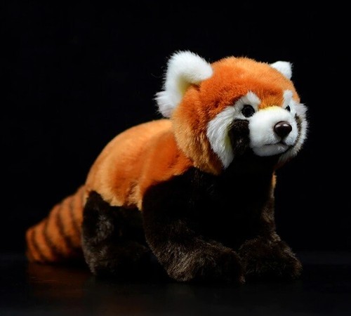 Roter waschbär panda zoll - waschbär,