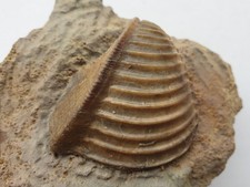 Traum Trigonia costata - Bathonium (Dogger) - Sengenthal - alte Sammlung