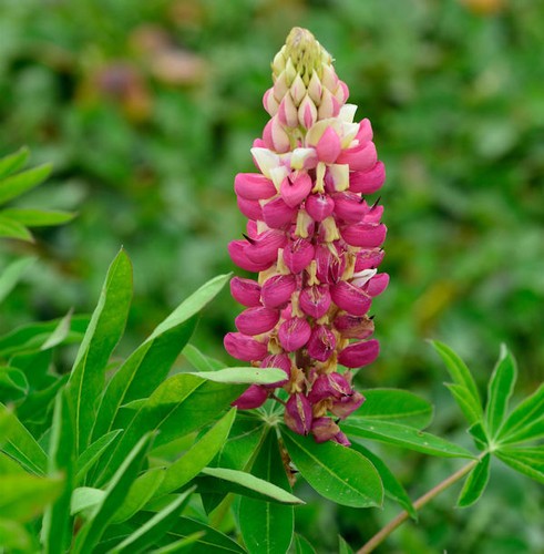 Gartenlupinie schloßfrau - gartenlupinie,