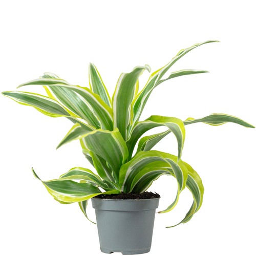 Drachenbaum lemon surprise - lemon,