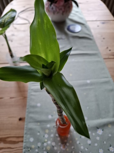 Ableger jukapalme - 1,