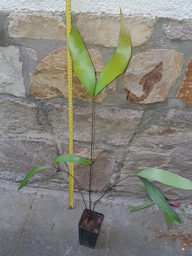 Zamia roezlii plant - 1,