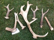 Geweih Abwurfstangen