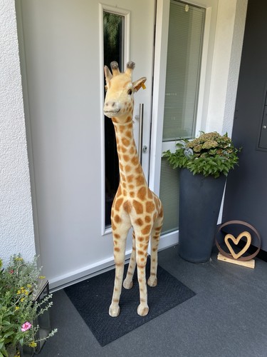 Steiff studio giraffe - studio,