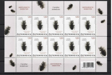 2024 Österreich Käfer Carabus nodulosus Gefährdete Insekten Nr.2 Grubenlaufkäfer