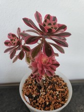 Sukkulente aeonium pink - pink, witch