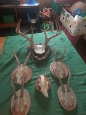 Geweih Konvolut 7 Stück mit