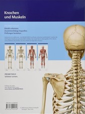 Thieme Anatomie Poster