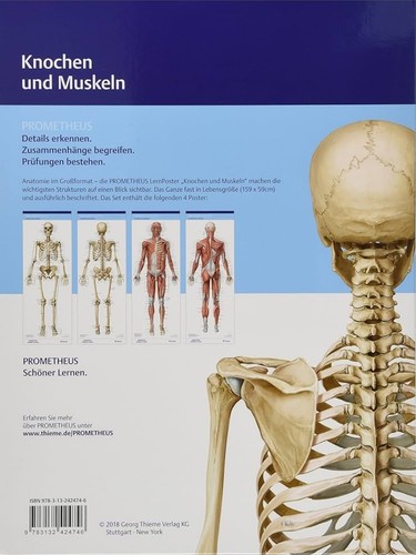 Thieme anatomie poster - thieme,