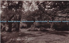 R698791 New Forest. Abendschatten. E. A. Sweetman. Sunshine Serie. RP