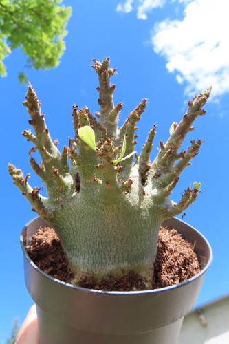 Adenium obesum wüstenrose - obesum,