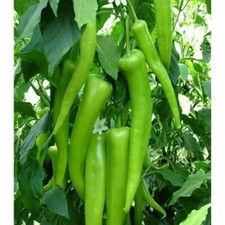  Paprika samen-Paprika Charly