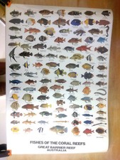 tropische Fische ,  Coral reef Australia-Poster 50x70 hochformat ,laminiert