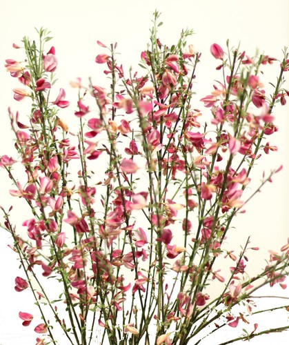 Elfenbeinginster cytisus - elfenbeinginster, `
