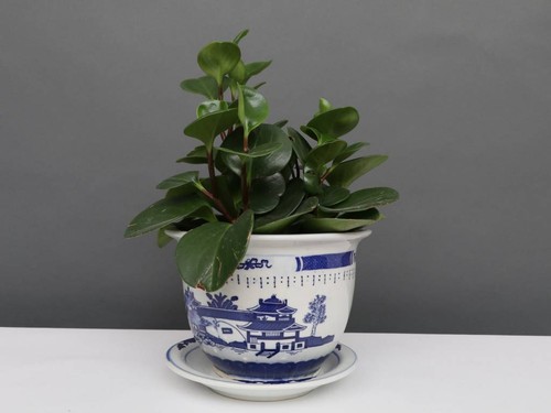 China porzellan blumentopf - porzellan,