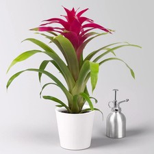 Guzmania 'Deseo Pink', Topf-Ø