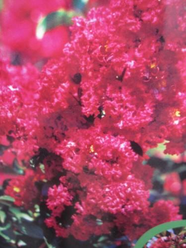 Lagerstroemia indica dynamite - lagerstroemia,