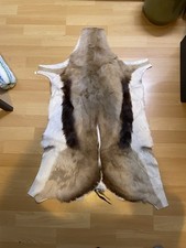 Antilope springbok - |,