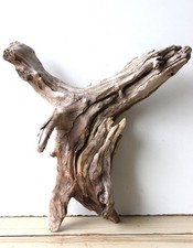 Treibholz Schwemmholz Driftwood  1 knorrige  Wurzel Dekoration 39 cm