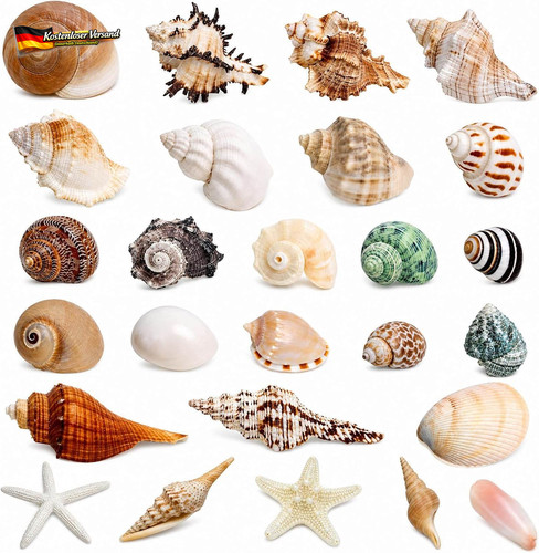 Gemischte meeresmuscheln - meeresmuscheln, 26