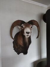 Jagdtrophäe Mufflon Muffelwild Geweih Wandschmuck