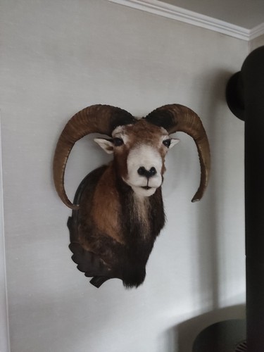 Jagdtrophäe mufflon - jagdtrophäe,