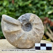 SELTENER 3" Ceratite