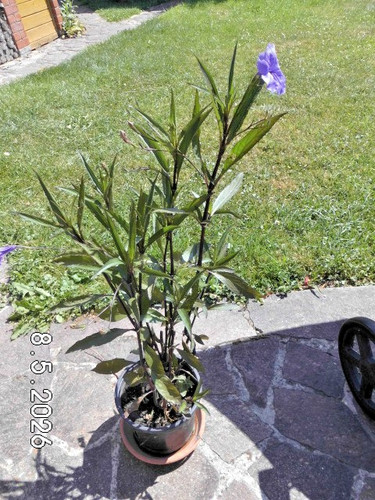 Ruellia mexikanische - ,