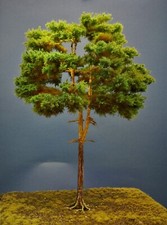 Diorama Modell Nadelbäume, 1