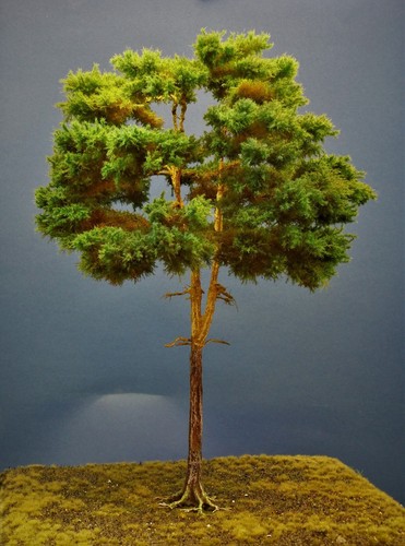 Diorama modell nadelbäume - modell, nadelbäume,