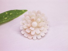 ENGELSHAUT KORALLE /