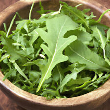 1000 Samen Wasabi-Rauke Scharfer Rucola Wilde Rauke Salat Winterhart Mehrjährig 