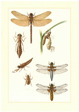 Libellen  Große Teufelsnadel Plattbauch-Libelle  Insekten Farbdruck 1956