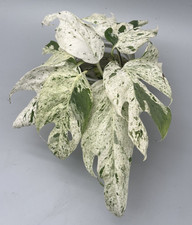 Epipremnum Pinnatum Marble