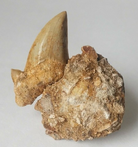 Obliquus teeth from - teeth, morocco