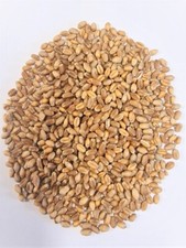 Bio Weizen, ganzes Korn vom