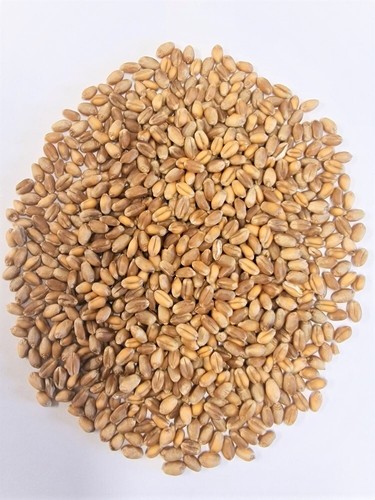 Bio weizen ganzes - weizen,, vom